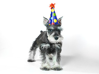 Image showing Birthday Hat Wearing Miniature Schnauzer Puppy Dog on White