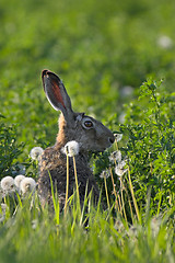 Image showing Hare in a field