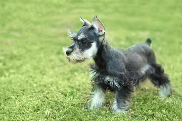 Image showing Little Minuature Schnauzer Puppy Dog