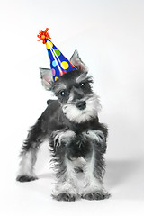 Image showing Birthday Hat Wearing Miniature Schnauzer Puppy Dog on White
