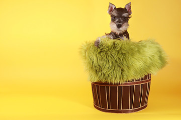 Image showing Little Minuature Schnauzer Puppy Dog