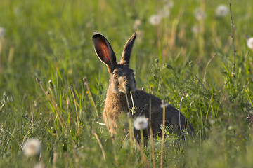 Image showing Hare in a field