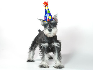 Image showing Birthday Hat Wearing Miniature Schnauzer Puppy Dog on White