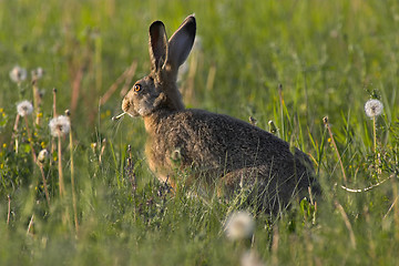 Image showing Hare in a field