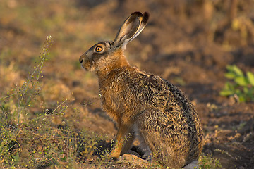 Image showing Hare in a field