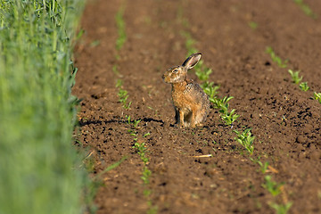 Image showing Hare in a field