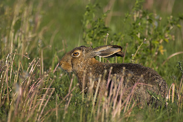 Image showing Hare in a field