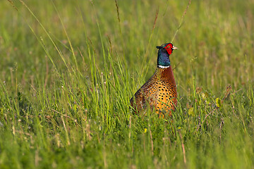 Image showing Pheasant