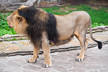 Image showing Lion