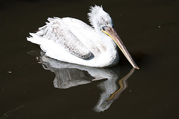 Image showing Pelican