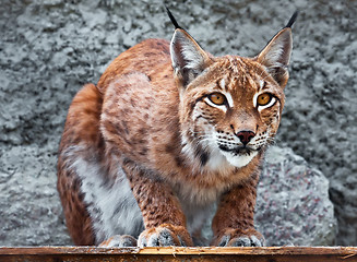 Image showing Lynx