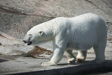 Image showing Polar bear