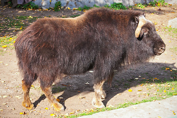 Image showing Muskox