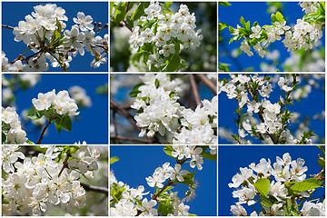 Image showing Apple flowers