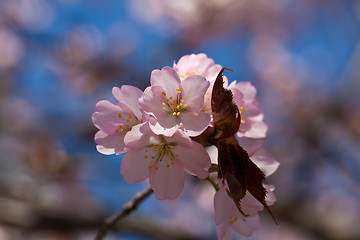 Image showing Cherry blossom