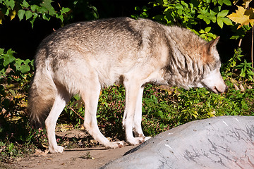 Image showing Wolf