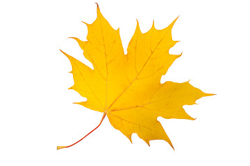 Image showing Maple leaf