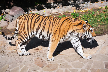 Image showing Tiger