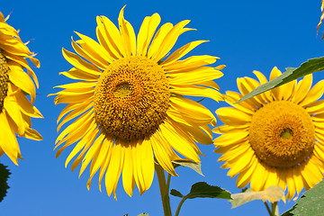 Image showing Sunflower