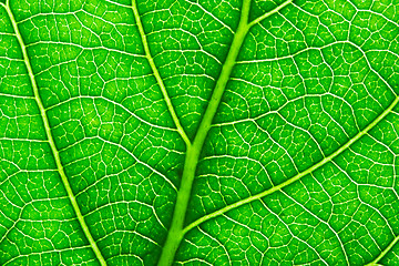 Image showing Green leaf