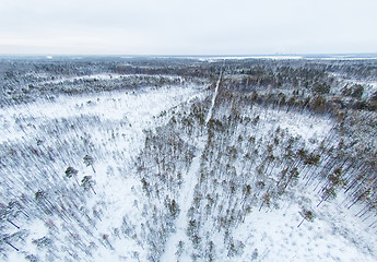 Image showing aerial view of winter forest