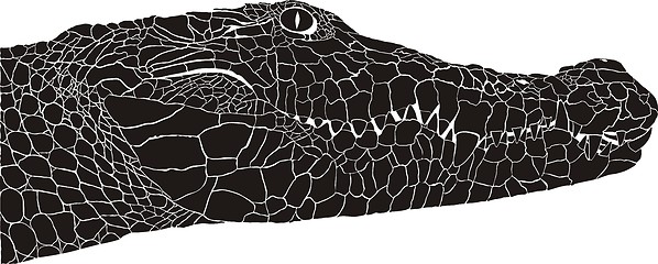 Image showing Crocodile head