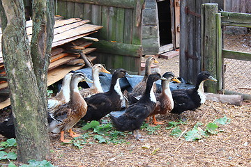 Image showing Flight of ducks