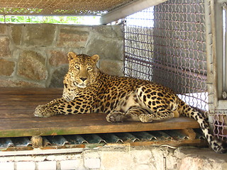 Image showing leopard lying in the bar