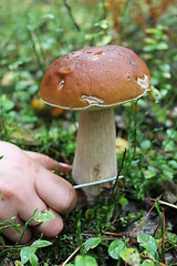 Image showing hand with knife cutting off beautiful cep