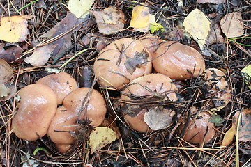 Image showing Beautiful mushrooms Suillus