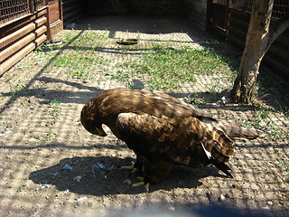 Image showing golden eagle standing on the ground