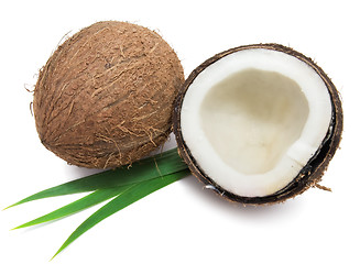 Image showing Coconut