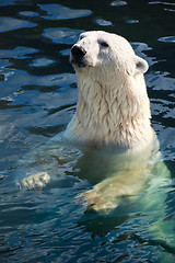 Image showing Polar bear