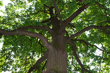 Image showing Green forest