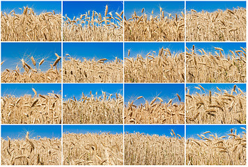 Image showing Wheat field