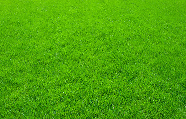 Image showing Green grass