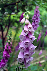 Image showing beautiful flowers of lilac bluebell