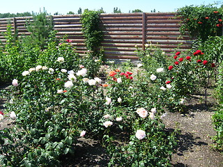 Image showing landscape with bushes and flowers in the yard