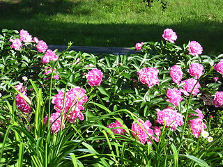 Image showing many beautiful pink flowers of peony