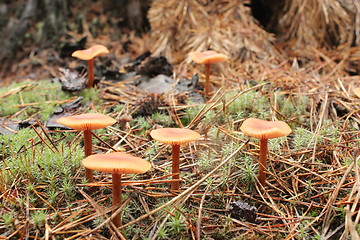 Image showing inedible mushrooms of toadstool