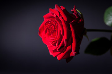 Image showing beautiful red rose flower on black background