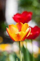 Image showing beautiful colorful yellow red tulips flowers 