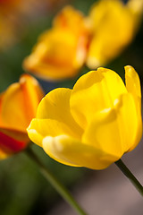 Image showing beautiful colorful yellow red tulips flowers 