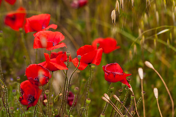 Image showing beautiful poppy field in red and green landscape 