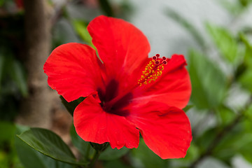 Image showing beautiful red hibiscus flower in summer outdoor