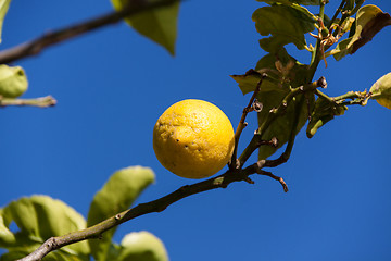 Image showing fresh lemons on lemon tree blue sky nature summer