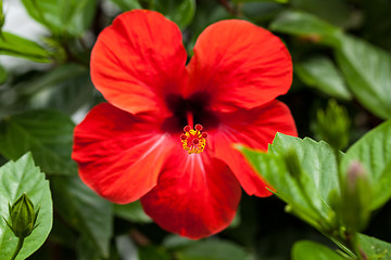 Image showing beautiful red hibiscus flower in summer outdoor