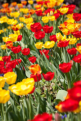 Image showing beautiful colorful yellow red tulips flowers 