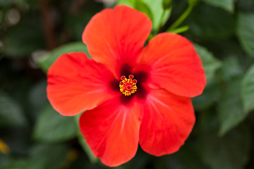 Image showing beautiful red hibiscus flower in summer outdoor