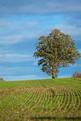 Image showing beautiful landscape of green farmland and blue sky